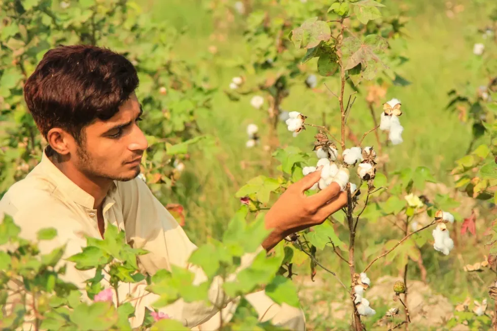 Pakistan targets 72% jump in cotton output to 9.64 million bales